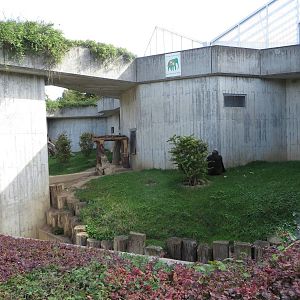 Gorilla outdoor enclosure