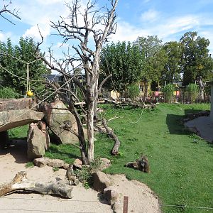 Rhesus macaque enclosure