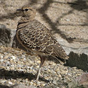 Double-banded courser