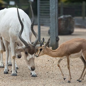 Addax and Dorcas gazelle : Marwell : 08 Aug 2014