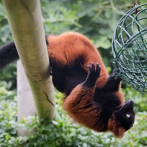 Red ruffed lemur : Marwell : 08 Aug 2014