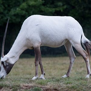 Arabian oryx : Marwell : 08 Aug 2014