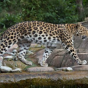 Amur leopard : Colchester : 22 Aug 2014