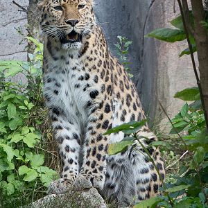 Amur leopard : Colchester : 22 Aug 2014