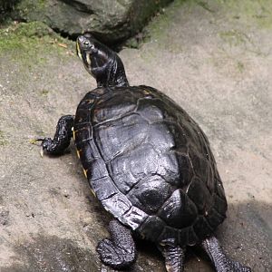 Yellow-bellied slider