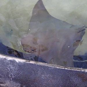Cownose Ray at SeaWorld Orlando