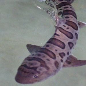 Leopard Shark at SeaWorld Orlando
