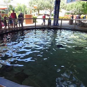 Outdoor Shark Exhibit at SeaWorld Orlando