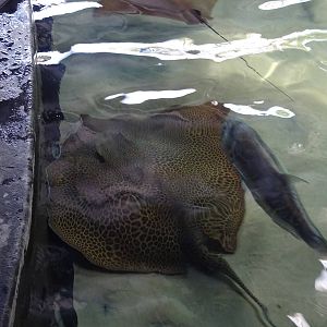 Large Stingray at SeaWorld Orlando
