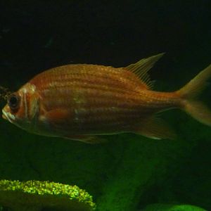 Squirrelfish at SeaWorld Orlando