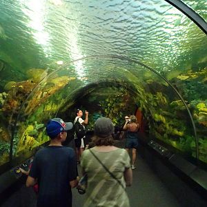 Underwater Tunnel at SeaWorld Orlando