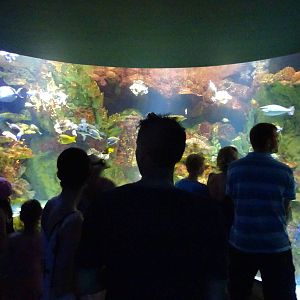 Lionfish Exhibit at SeaWorld Orlando