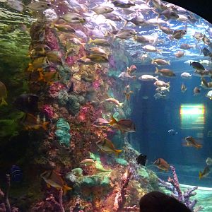Porkfish Exhibit at SeaWorld Orlando