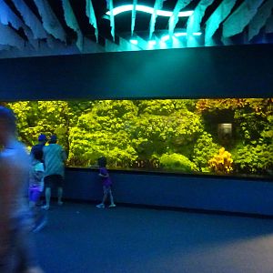 Barracuda Exhibit at SeaWorld Orlando