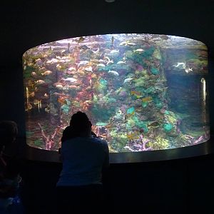 Porkfish Exhibit at SeaWorld Orlando