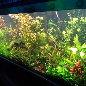 Iridescent Shark Exhibit at SeaWorld Orlando