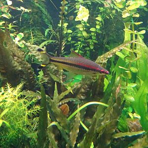 Roseline Shark at SeaWorld Orlando