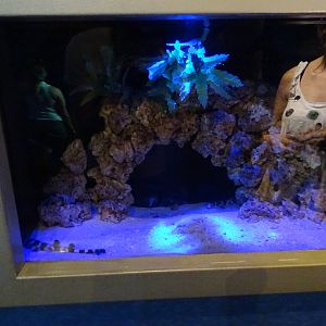 Banded Catshark at SeaWorld Orlando