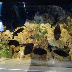 Shark Egg Exhibit at SeaWorld Orlando