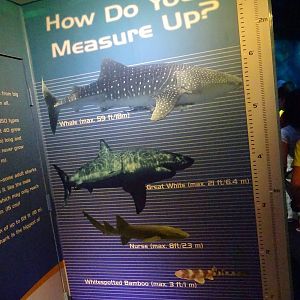 How Do You Measure Up Signage at SeaWorld Orlando