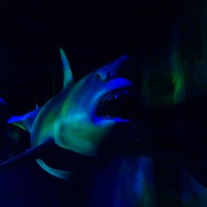 Shark Model at SeaWorld Orlando