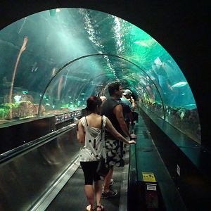 Underwater Tunnel at SeaWorld Orlando