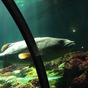 Goliath Grouper (?) at SeaWorld Orlando