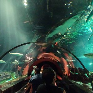 Underwater Tunnel at SeaWorld Orlando
