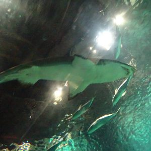 Sand Tiger Shark at SeaWorld Orlando