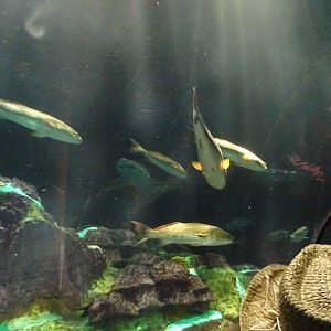 Redfish at SeaWorld Orlando