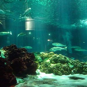 View of Shark Exhibit at SeaWorld Orlando