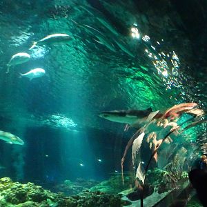 Underwater Tunnel at SeaWorld Orlando