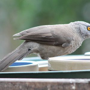 Brown babbler