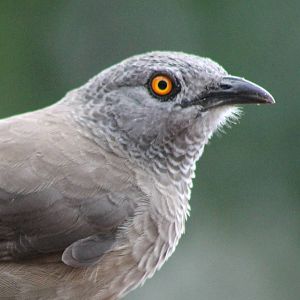 Brown babbler