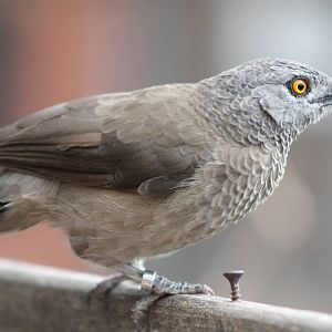 Brown babbler