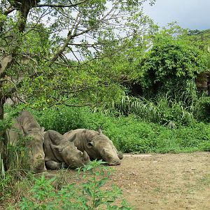 White Rhino enclosure