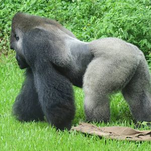 Bao Bao held his favorite blanket