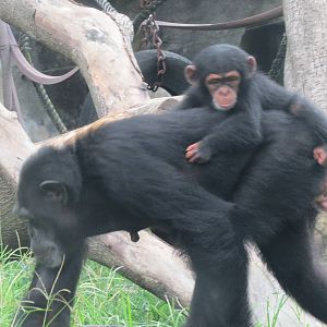 Chimpanzee