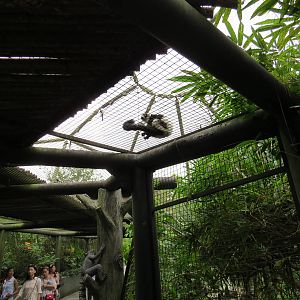 black-and-white ruffed lemur on top