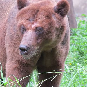 Brown Bear
