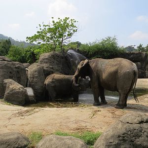African Elephants play water