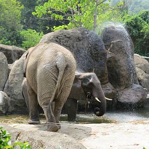 African Elephants play water
