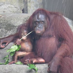 Orangutan with shower