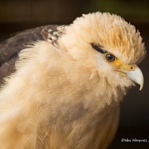 Yellow Headed Caracara