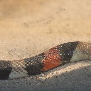 Milksnake species