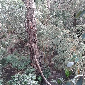 Bamboe jungle, view in the tropical house