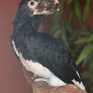 Trumpeter hornbill