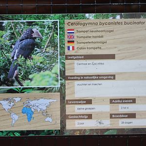 Trumpeter hornbill sign