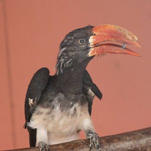 Crowned hornbill