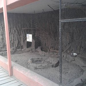 Meerkat enclosure
